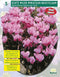 2 stuks - Baltus - Cyclaam Hederifolium Donkerroze per 5