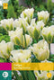 JUB - Tulipa Spring Green