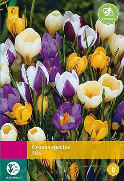 3 stuks - JUB - Crocus Botanisch mix 40 bollen
