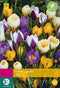 3 stuks - JUB - Crocus Botanisch mix 40 bollen