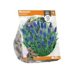 3 stuks - Baltus - Muscari Armeniacum per 20