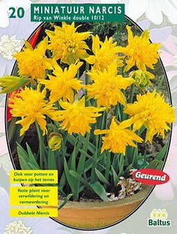 2 stuks - Baltus - Narcis Mini Rip van Winkle per 20