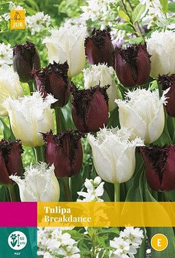 JUB - Tulipa Breakdance