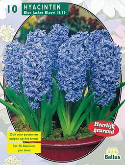 2 stuks - Baltus - Hyacinth Blue Jacket per 10