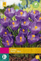 2 stuks - JUB - Crocus blauw 40 bollen
