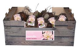 JUB - Amaryllis dubbel roze/wit incl. label
