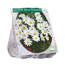3 stuks - Baltus - Anemone Blanda, Wit