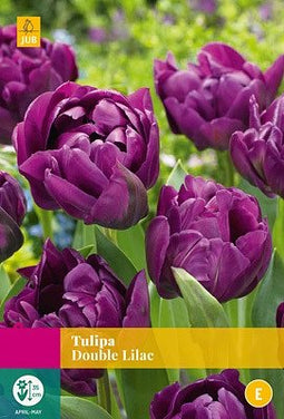 JUB - Tulipa Double Lilac