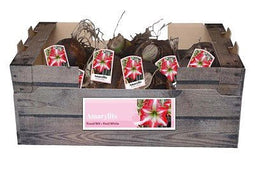 JUB - Amaryllis rood/wit incl. label