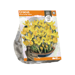 3 stuks - Baltus - Crocus Flavus Large Yellow per 10