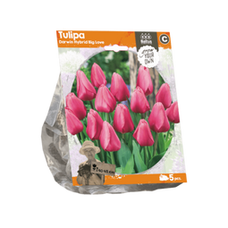 3 stuks - Baltus - Tulipa Darwin Hybrid Big Love per 5