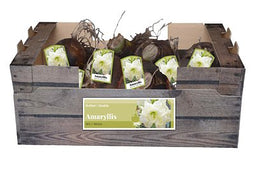 JUB - Amaryllis dubbel wit incl. label