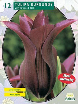 2 stuks - Baltus - Tulipa Burgundy, leliebloemig per 12