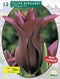2 stuks - Baltus - Tulipa Burgundy, leliebloemig per 12