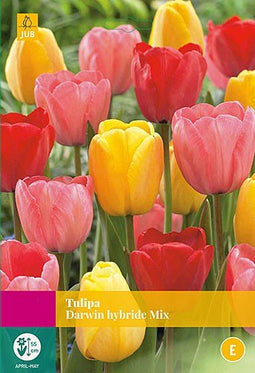 2 stuks - JUB - Tulipa Darwin hybride mix 20 bollen
