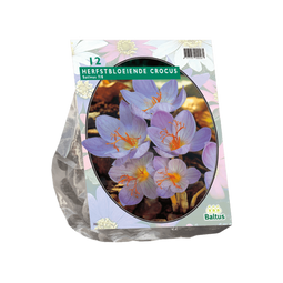2 stuks - Baltus - Crocus Sativus per 12