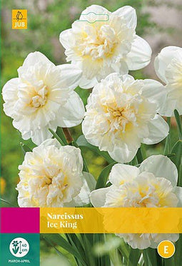 2 stuks - JUB - Narcissus Ice King 12 bollen