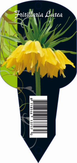 3 stuks - Baltus - Fritillaria Imperialis Lutea (Organza met etiket) bloembollen