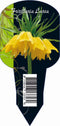 3 stuks - Baltus - Fritillaria Imperialis Lutea (Organza met etiket) bloembollen