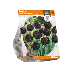 3 stuks - Baltus - Tulipa Double Late Black Hero per 5