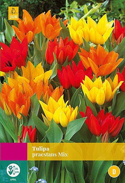 3 stuks - JUB - Tulipa praestans mix 20 bollen