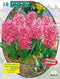 2 stuks - Baltus - Hyacinth Fondante per 10