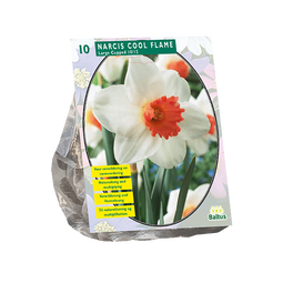 Baltus - Narcis Cool Flame per 10 bloembollen
