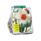 Baltus - Narcis Cool Flame per 10 bloembollen