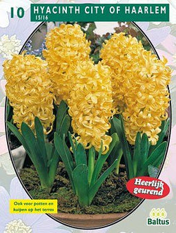 2 stuks - Baltus - Hyacinth City of Haarlem per 10