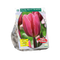 Baltus - Tulipa Pretty Princess per 15 bloembollen