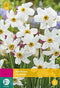 2 stuks - JUB - Narcissus recurvus 12 bollen