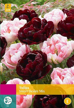 2 stuks - JUB - Tulipa Sweet Desire mix 12 bollen