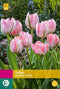 JUB - Tulipa Double Pink