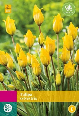 JUB - Tulipa sylvestris