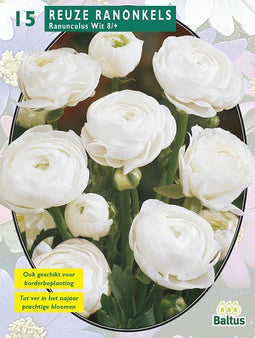 2 stuks - Baltus - Ranonkel Wit per 15