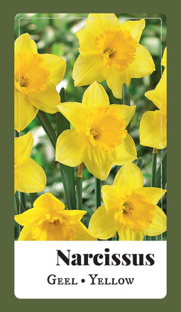 2 stuks - JUB - Narcissus grootkronig geel 80 bollen