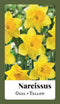 2 stuks - JUB - Narcissus grootkronig geel 80 bollen