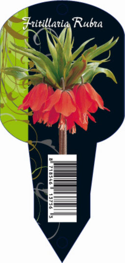 3 stuks - Baltus - Fritillaria Imperialis Rubra (Organza met etiket) bloembollen