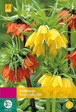 2 stuks - JUB - Fritillaria imperialis mix 2 bollen