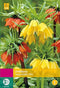 2 stuks - JUB - Fritillaria imperialis mix 2 bollen