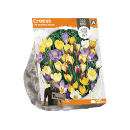 3 stuks - Baltus - Crocus Chrysanthus Mixed per 20