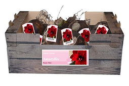 JUB - Amaryllis dubbel rood incl. label