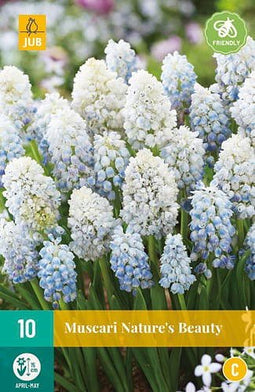 JUB - Muscari nature's beauty