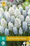 JUB - Muscari nature's beauty
