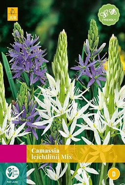JUB - Camassia leichtlinii Mix