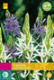 JUB - Camassia leichtlinii Mix