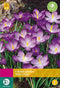 2 stuks - JUB - Crocus species Ruby Giant 80 bollen