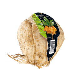 3 stuks - Baltus - Fritillaria Imperialis Aurora