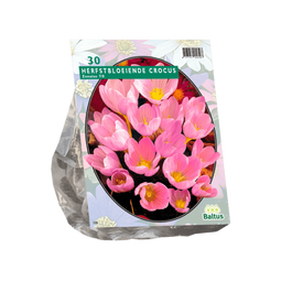 2 stuks - Baltus - Crocus Zonatus per 30