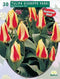 2 stuks - Baltus - Tulipa Giuseppe Verdi, Kaufmanniana per 25